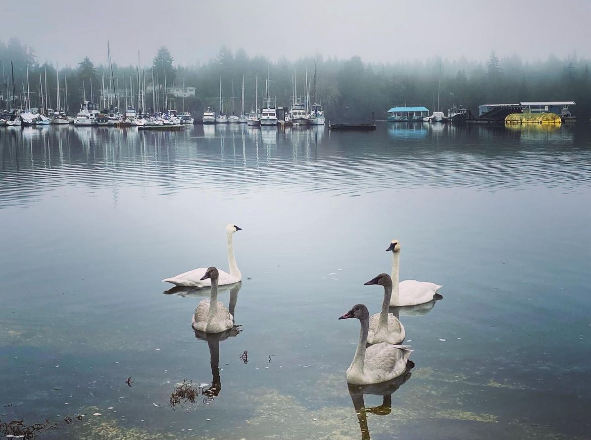 Swans at Deep Bay